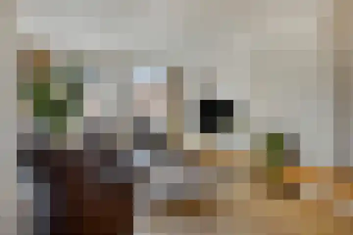 Zomerdijk 71 Nuland thumbnail 4