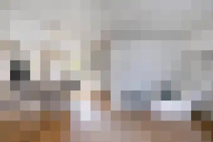 Zomereik 13 Best thumbnail 11