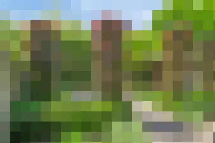 Zomereik 13 Best thumbnail 26