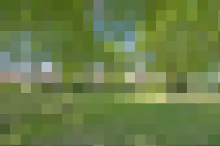 Zomereik 13 Best thumbnail 32