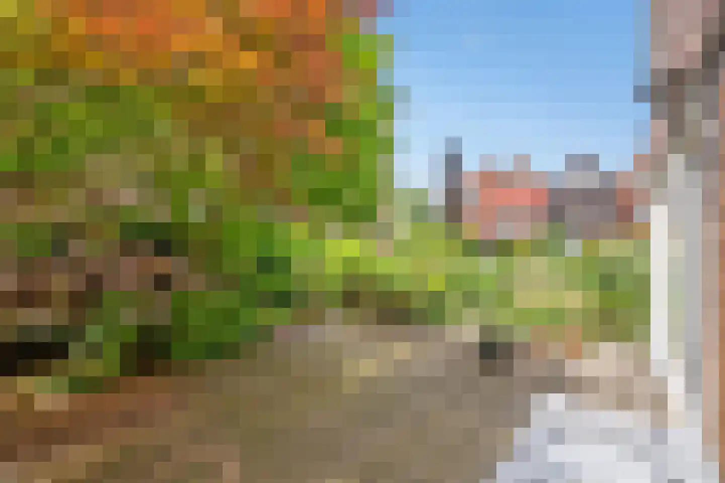 Zomereik 50 Den Haag thumbnail 4