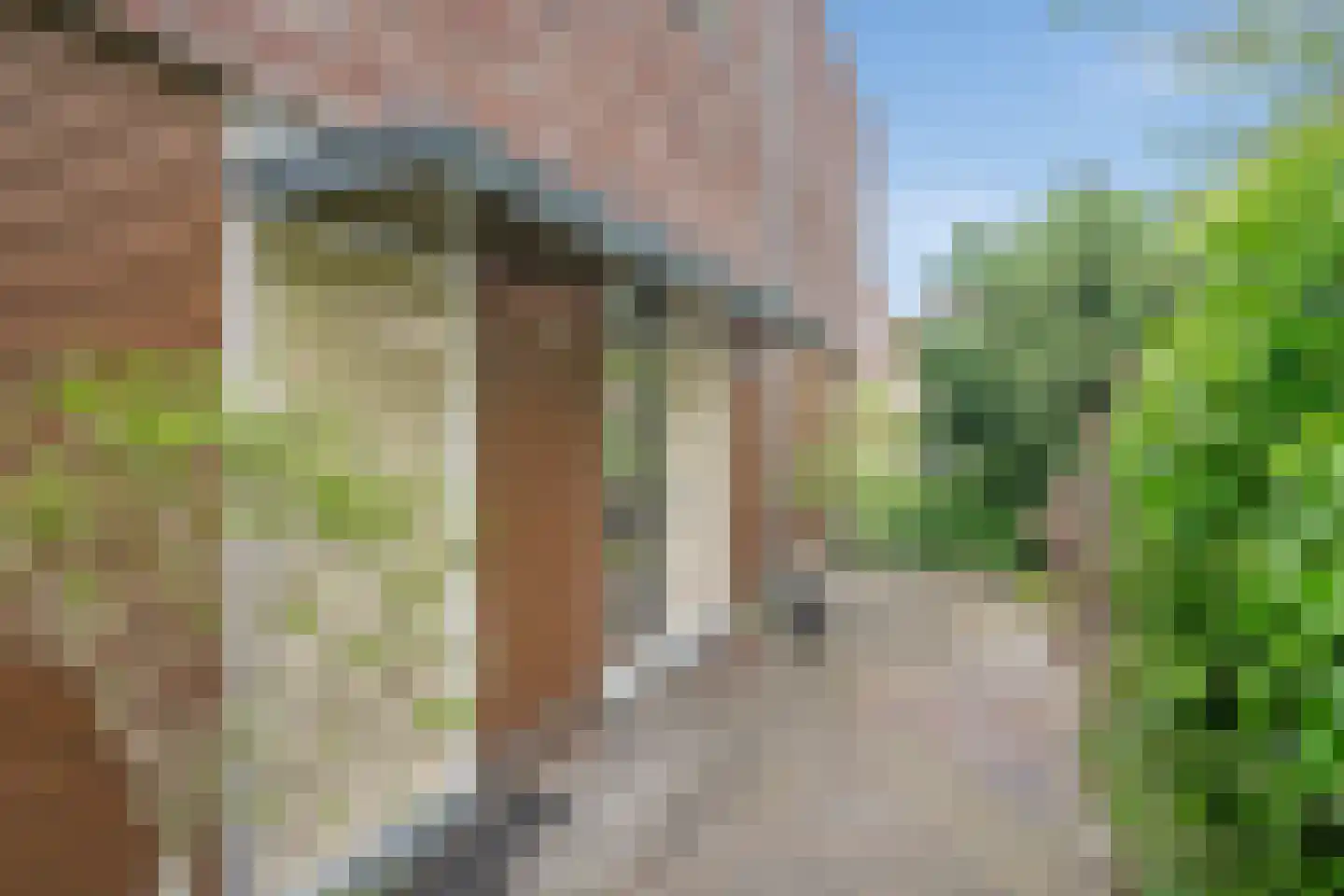 Zomereik 50 Den Haag thumbnail 6