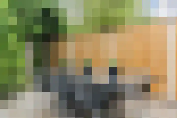 Zomerland 106 Geldrop thumbnail 39