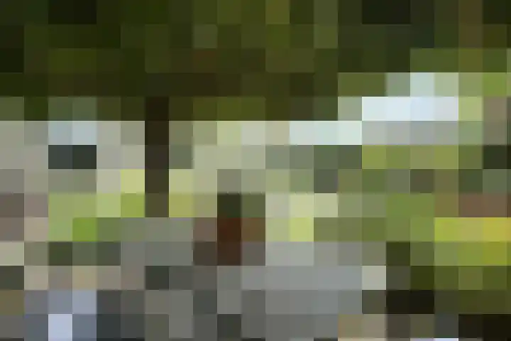 Zomerland 33 Zevenbergen thumbnail 60