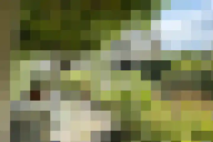 Zomerland 33 Zevenbergen thumbnail 61