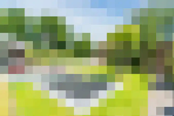 Zomerland 7 Geldrop thumbnail 27
