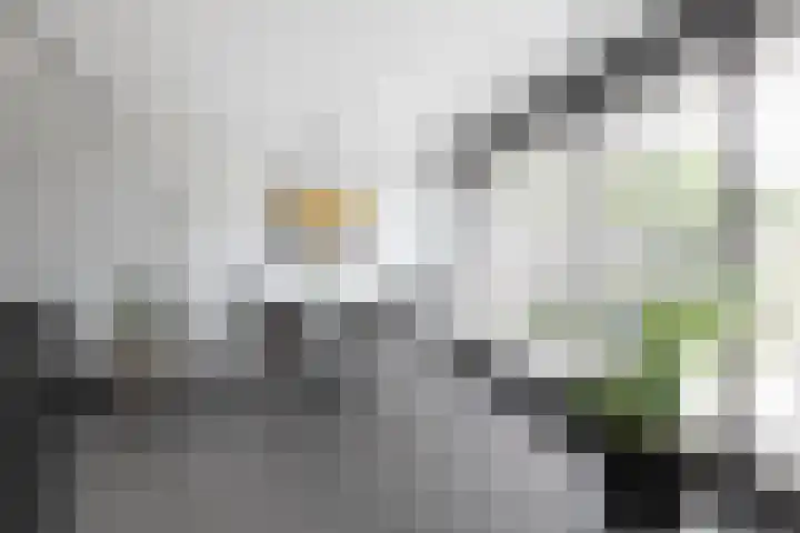 Zomermeter 18 Sneek thumbnail 15