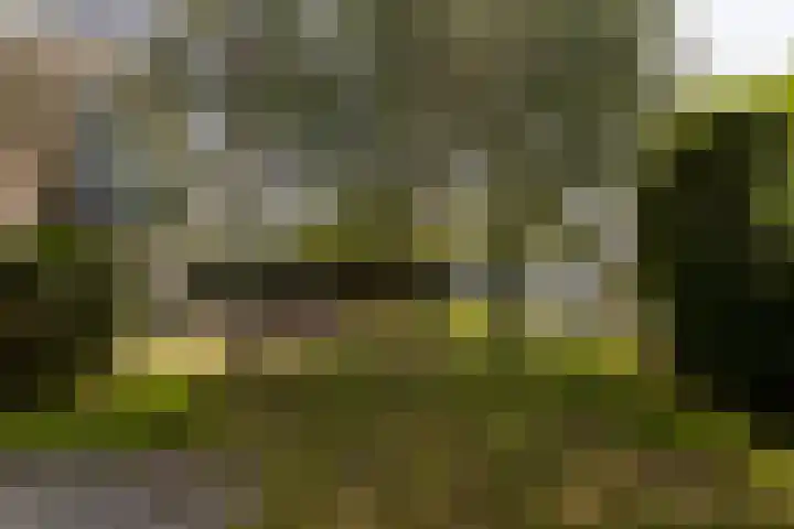 Zomermeter 5 Sneek thumbnail 48