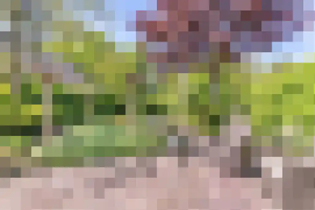 Zomerschoon 55 Limmen thumbnail 29