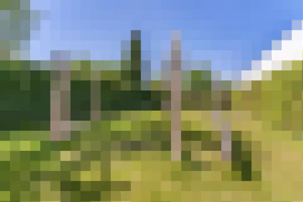 Zomerschoon 55 Limmen thumbnail 33