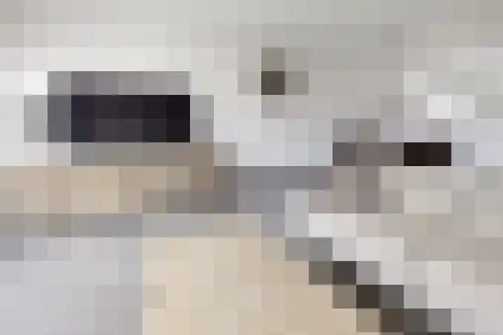 Zomervlinder 12 Standdaarbuiten thumbnail 13