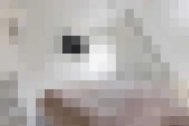 Zomervlinder 12 Standdaarbuiten thumbnail 27