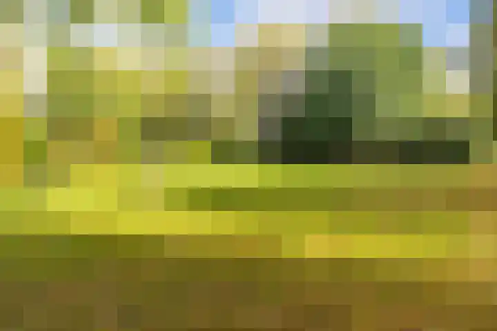 Zomervlinderberm 64 Houten thumbnail 27