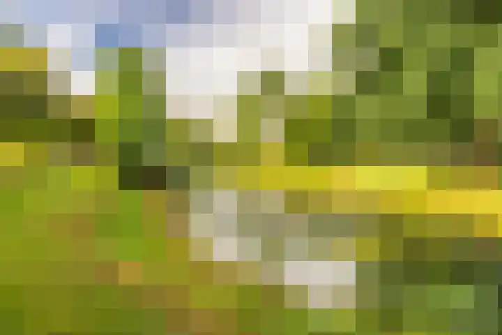 Zomervlinderberm 64 Houten thumbnail 28