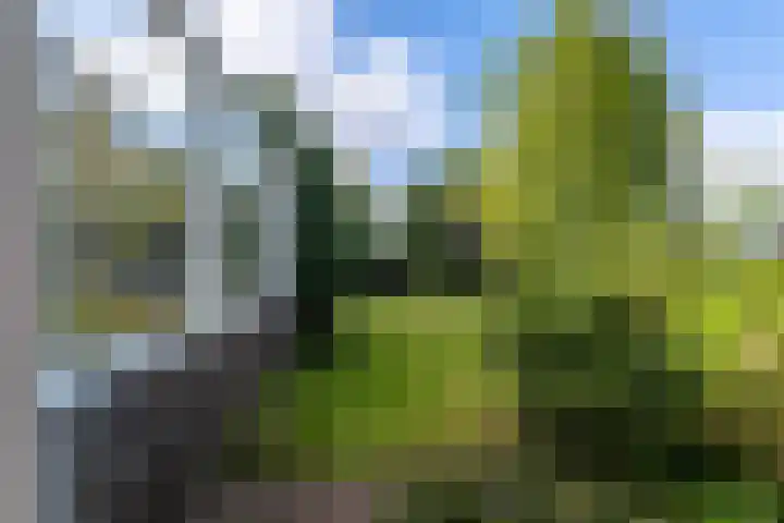 Zomerweg 45 Tytsjerk thumbnail 54