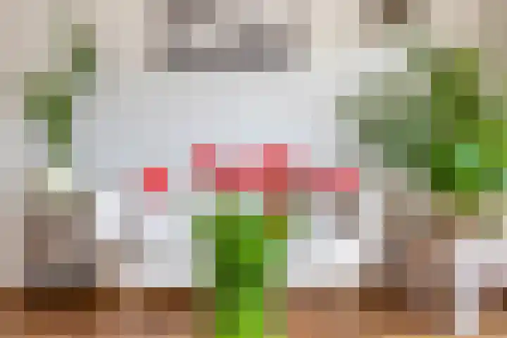 Zomerzon 10 Assendelft thumbnail 10