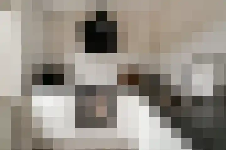 Zonegge 10 5 Zevenaar thumbnail 23
