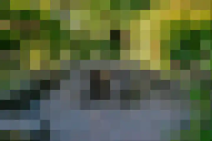 Zonegge 19 7 Zevenaar thumbnail 26