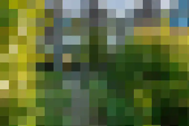 Zonegge 19 7 Zevenaar thumbnail 29
