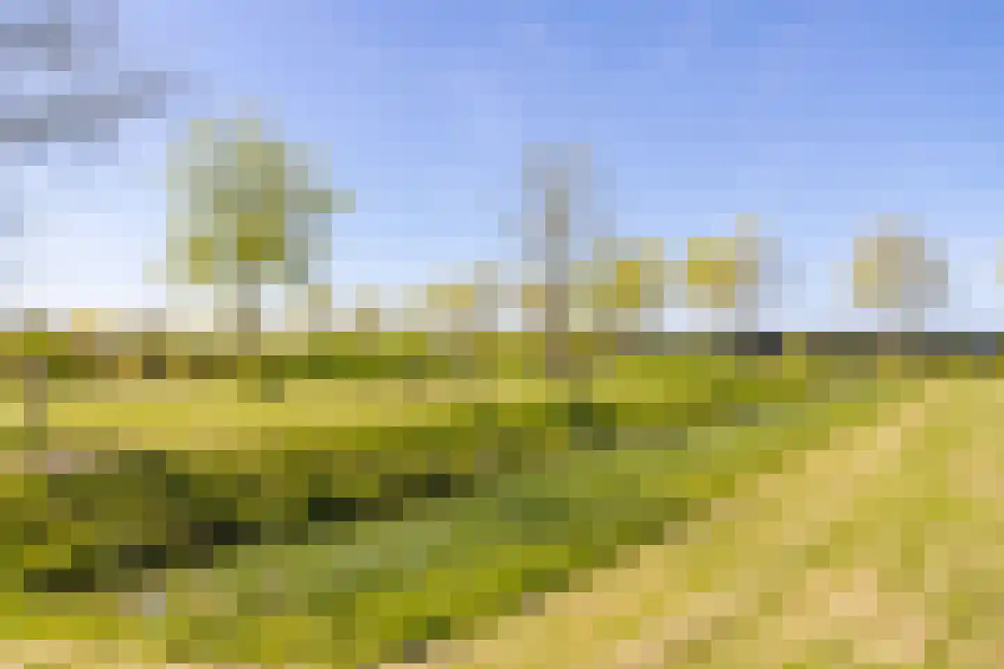 Zonnebaars 15 Rossum thumbnail 46
