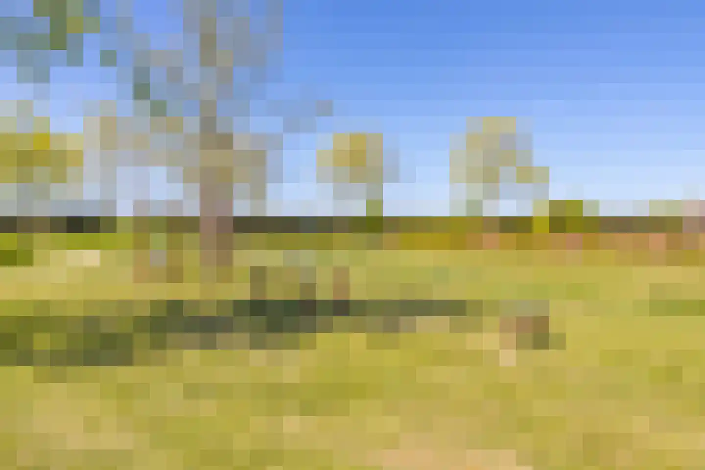 Zonnebaars 15 Rossum thumbnail 47