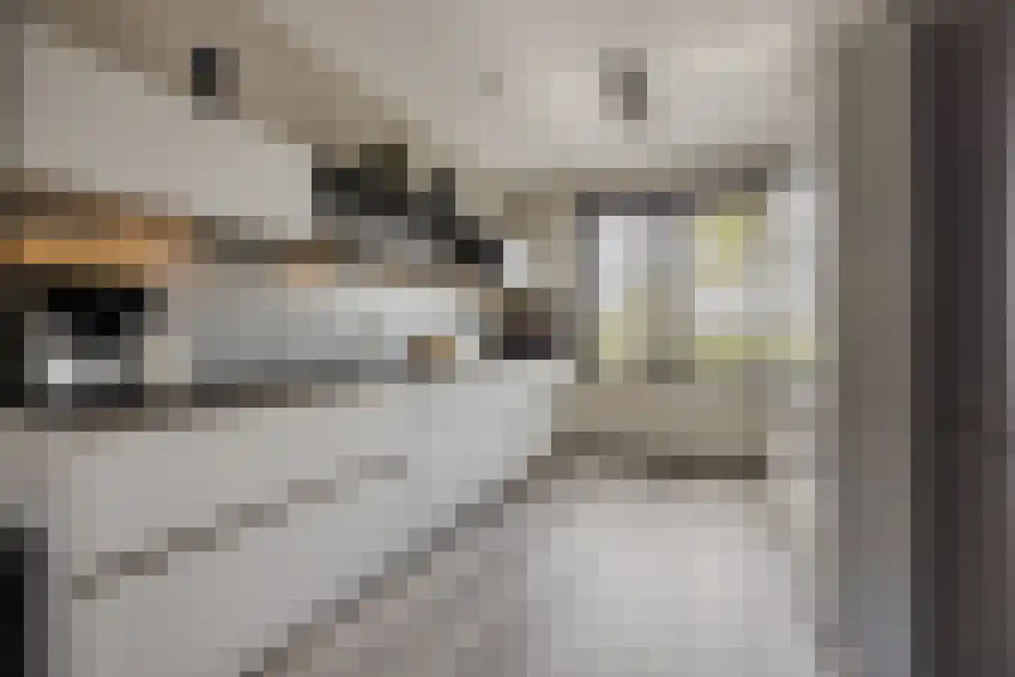 Zonnebaars 43 Waddinxveen thumbnail 8