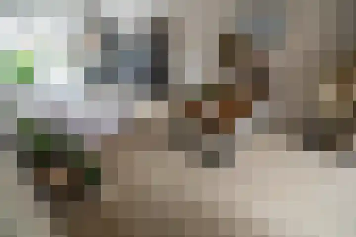 Zonnebeekweide 1 Woubrugge thumbnail 8