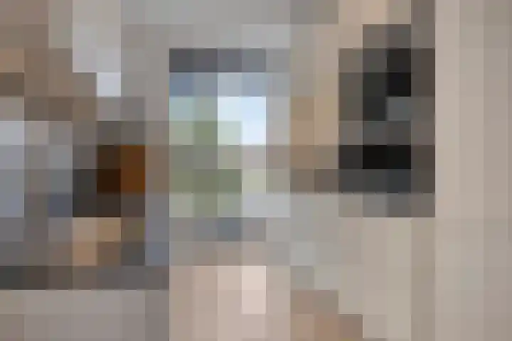 Zonnebloem 47 Berghem thumbnail 11