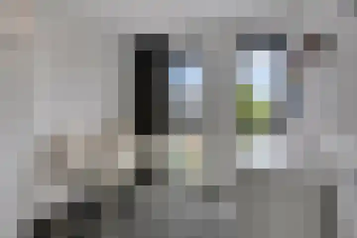 Zonnebloem 47 Berghem thumbnail 18