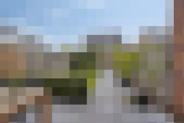 Zonnebloem 47 Berghem thumbnail 28