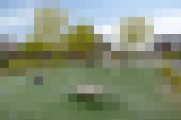 Zonnebloem 47 Berghem thumbnail 33