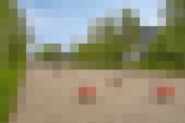 Zonnebloem 47 Berghem thumbnail 35