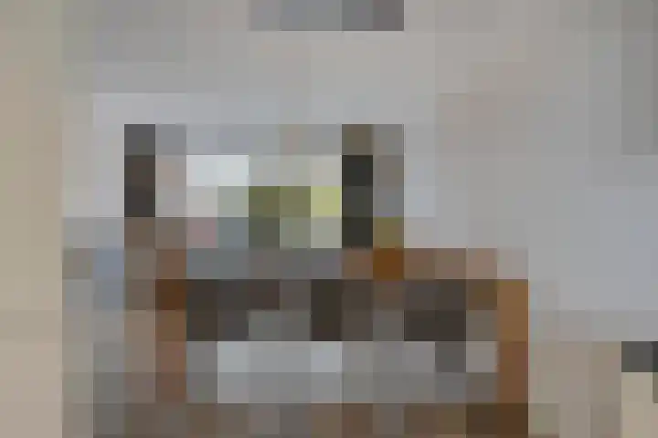 Zonnebloem 47 Berghem thumbnail 7