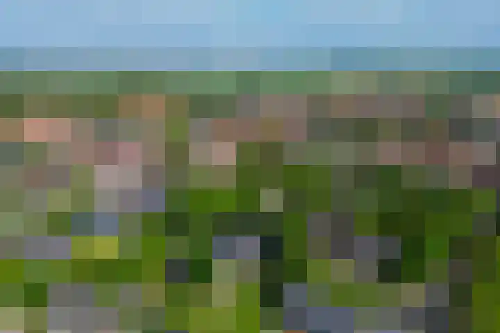 Zonnebloempad 10 Stellendam thumbnail 43
