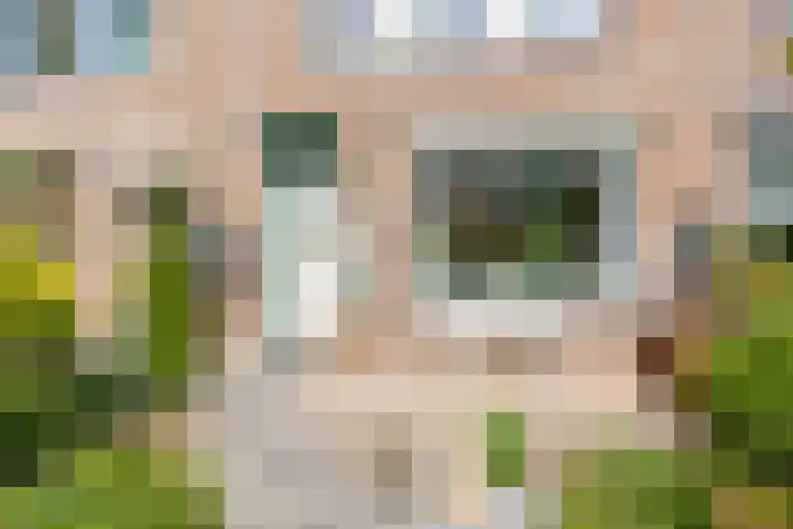 Zonnebloempad 10 Stellendam thumbnail 5