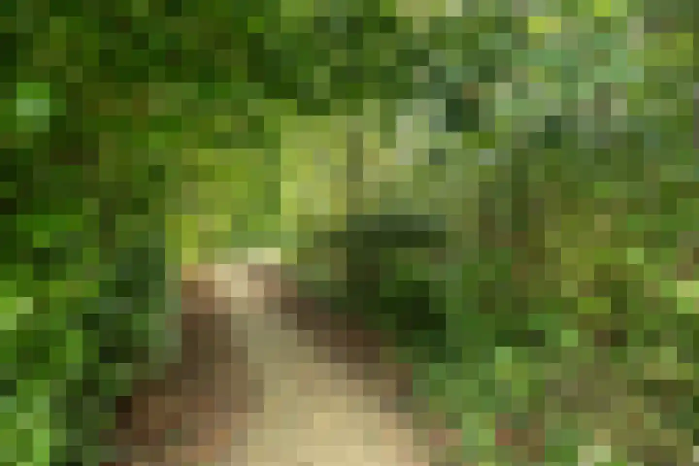 Zonnebloempad 34 Swifterbant thumbnail 53