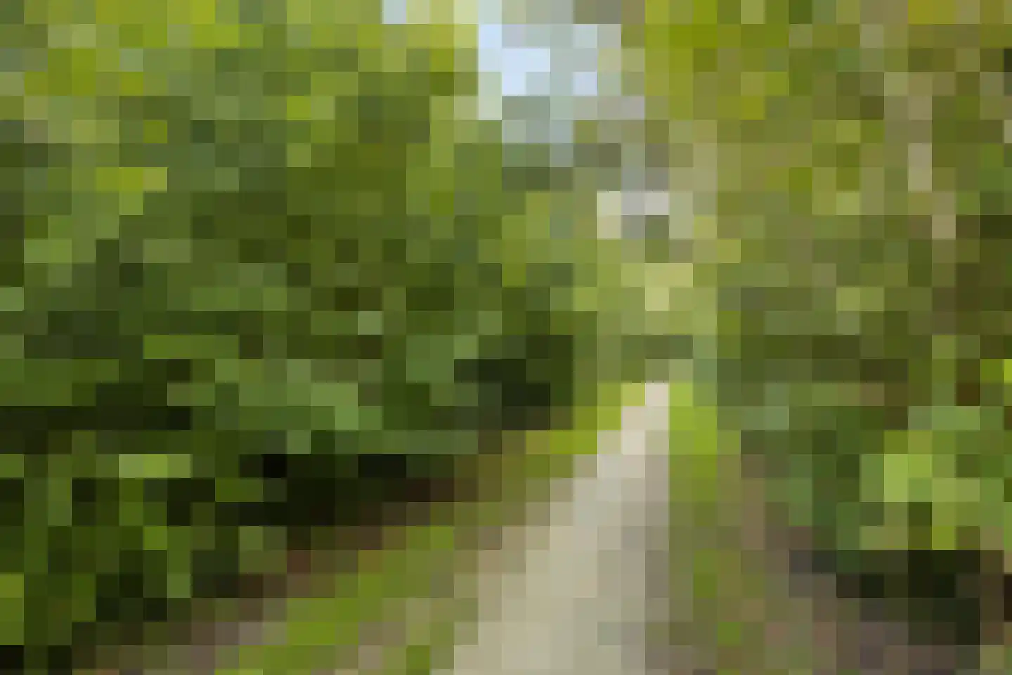 Zonnebloempad 34 Swifterbant thumbnail 54