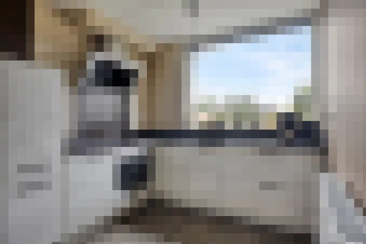 Zonnebloempad 34 Swifterbant thumbnail 7