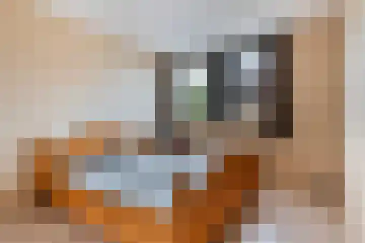 Zonnebloempad 38 Swifterbant thumbnail 10