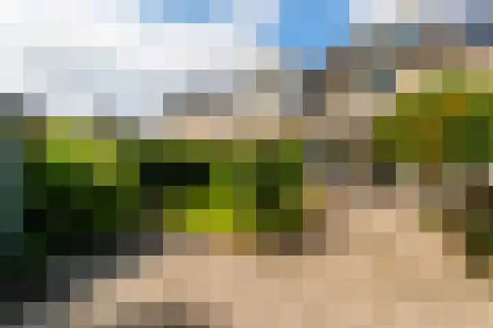 Zonnebloempad 40 Swifterbant thumbnail 28