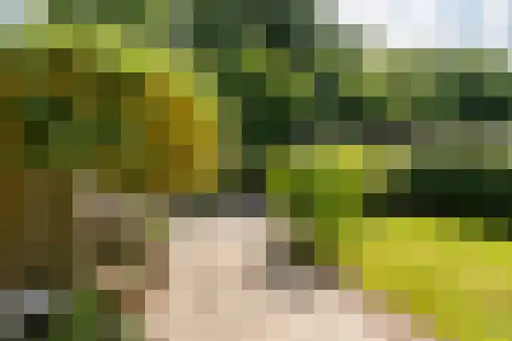 Zonnebloempad 40 Swifterbant thumbnail 30