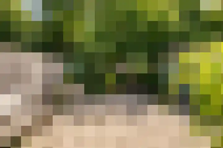Zonnebloempad 40 Swifterbant thumbnail 31