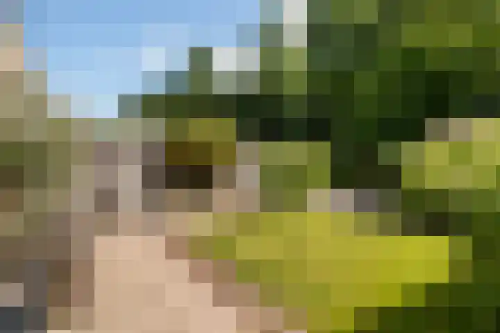 Zonnebloempad 40 Swifterbant thumbnail 4