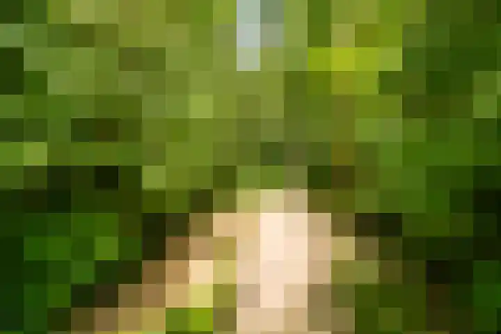 Zonnebloempad 40 Swifterbant thumbnail 5