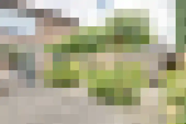 Zonnebloemstraat 15 Goes thumbnail 46