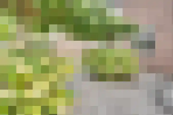 Zonnebloemstraat 15 Goes thumbnail 48