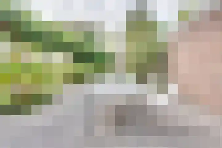 Zonnebloemstraat 15 Goes thumbnail 49