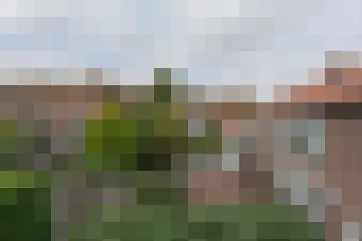 Zonnebloemstraat 15 Goes thumbnail 50