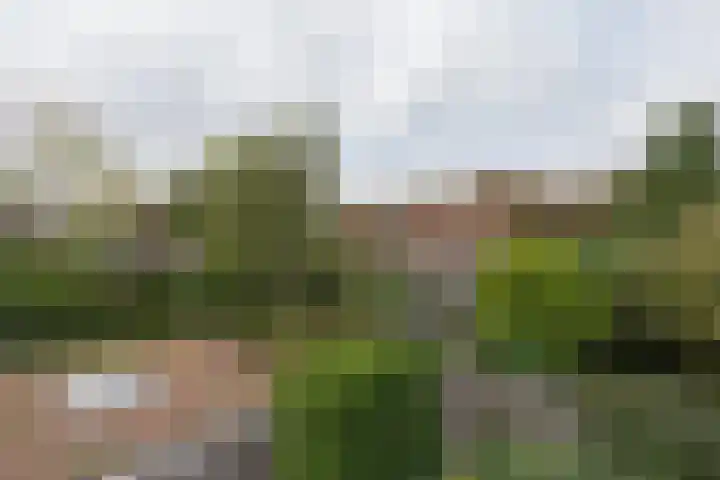 Zonnebloemstraat 15 Goes thumbnail 51