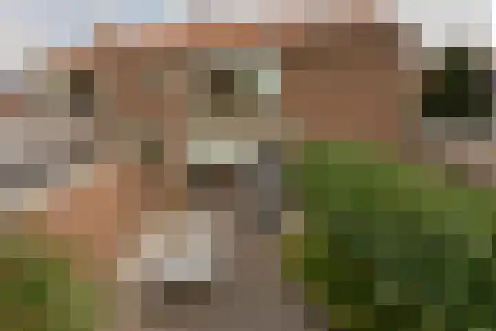 Zonnebloemstraat 15 Goes thumbnail 52